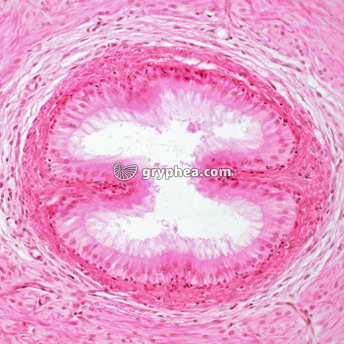 Canal déférent (spermiducte) CT x100 - gryphea.com